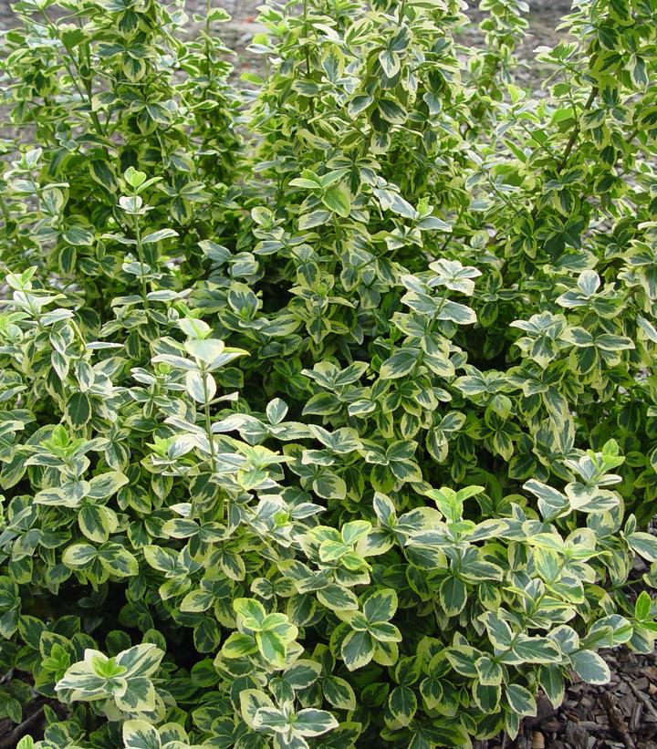 Euonymus f. 'Emerald 'n' Gold' (Emerald n Gold Euonymus)