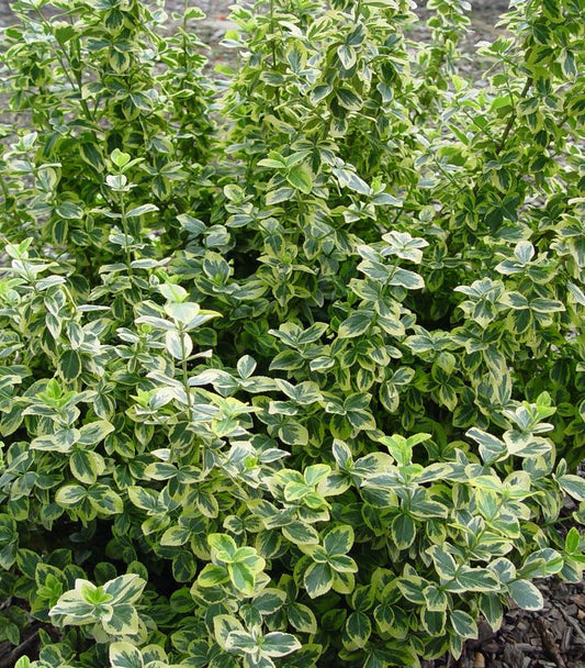 Euonymus f. 'Emerald 'n' Gold' (Emerald n Gold Euonymus)