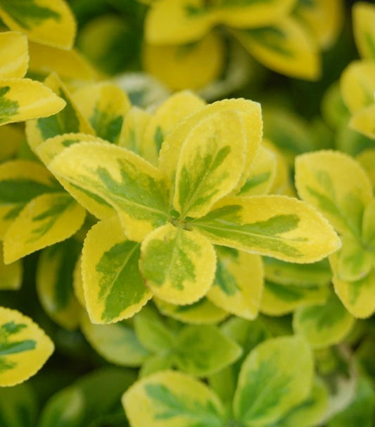 Euonymus f. Gold Splash® (Gold Splash® Euonymus)