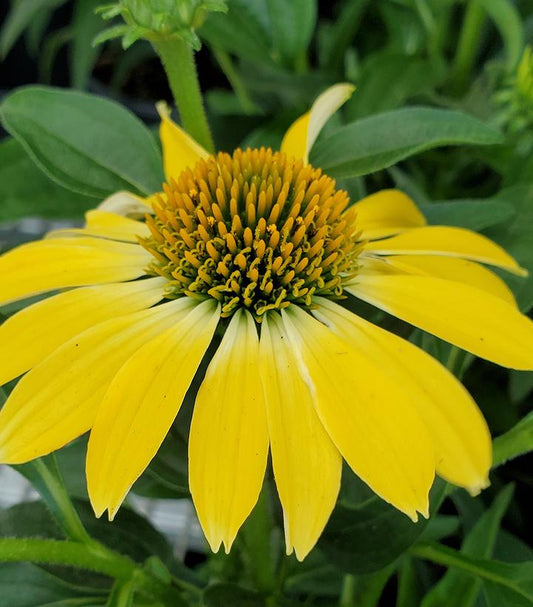 Echinacea x hybrida Sombrero® Summer Solstice (Sombrero® Summer Solstice Coneflower)