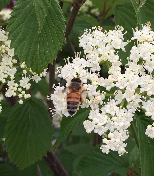Viburnum dentatum NativeStar® 'Plum Pudding' (Arrowwood Viburnum)