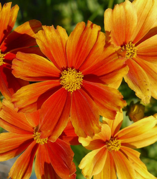Coreopsis Li'l Bang™; 'Darling Clementine' (Darling Clementine Tickseed)