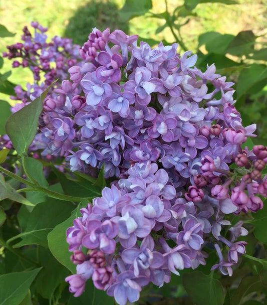 Syringa x hyd. Scentara® Double Blue (Double Blue Lilac)