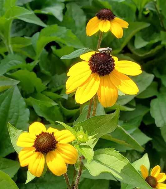 Rudbeckia triloba 'Blackjack Gold' (Blackjack Gold Black-Eyed Susan)