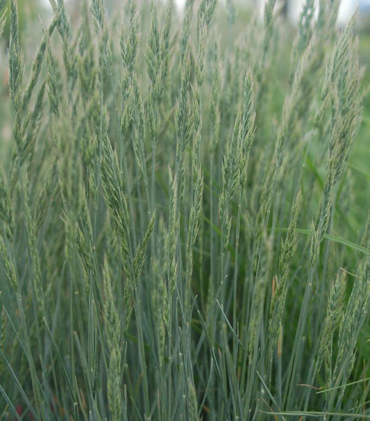 Festuca cinerca Elijah Blue (Elijah Blue Fescue)