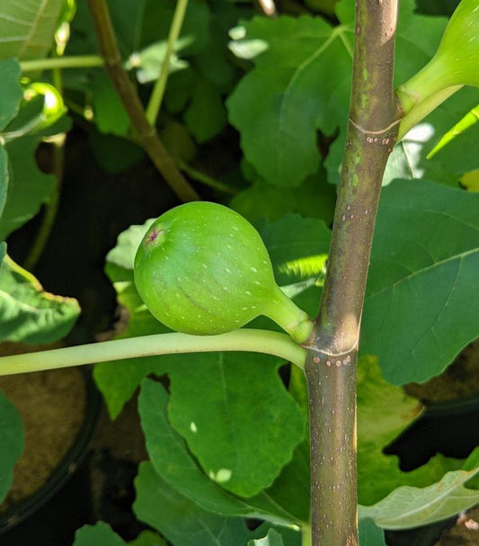 Ficus carica Verns Brown Turkey (common fig)