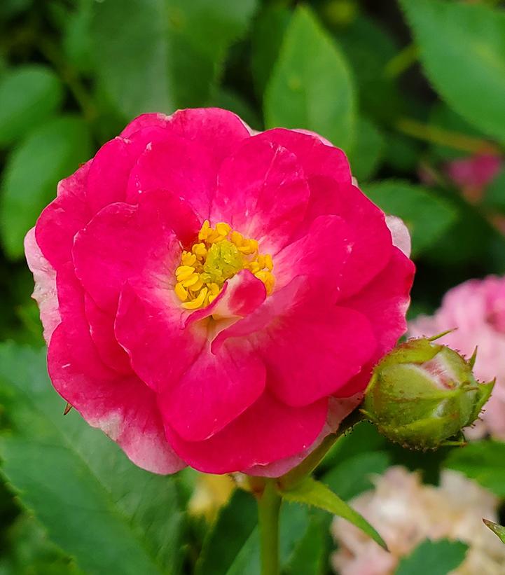 Rosa Oso Easy Peasy™; (Oso Easy Peasy™; Rose)