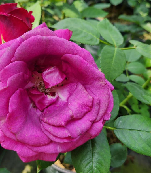 Rosa Brindabella Roses® Purple Prince (Floribunda Rose)