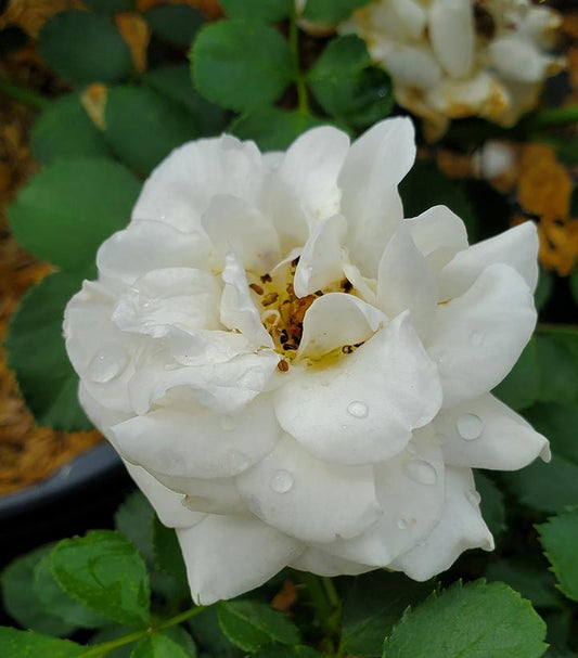 Rosa Easy Elegance® Snowdrift (Snowdrift Rose)