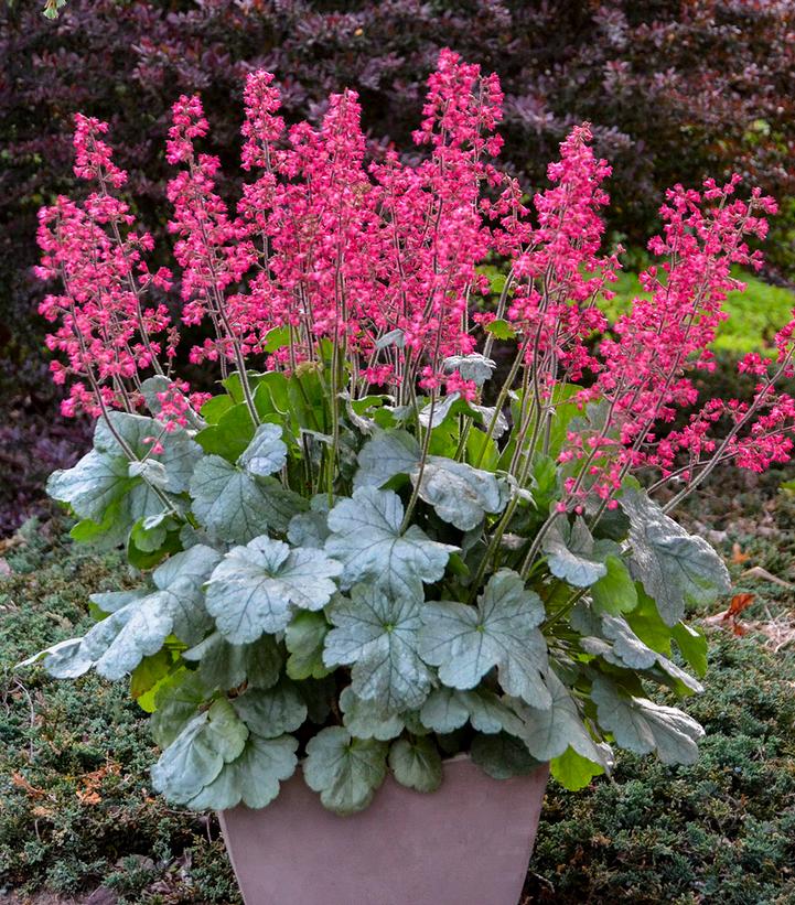 Heuchera hybrid Dolce® 'Spearmint' (Spearmint Coral Bells)
