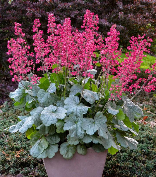 Heuchera hybrid Dolce® 'Spearmint' (Spearmint Coral Bells)