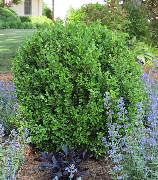 Buxus NewGen Freedom® (NewGen Freedom® Boxwood)