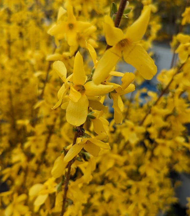 Forsythia X intermedia 'Lynwood Gold' (Lynwood Gold Forsythia)