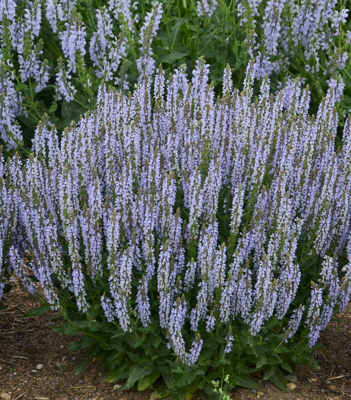 Salvia nemerosa 'Perfect Profusion' ('Perfect Profusion' Perennial Salvia)