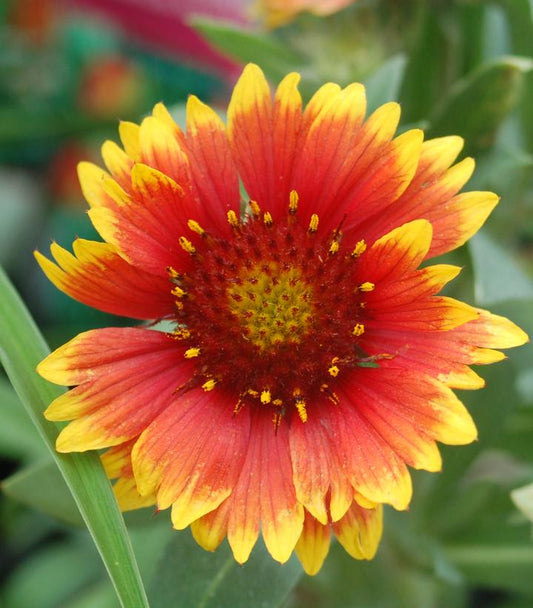 Gaillardia Arizona Sun (Arizona Sun Blanket Flower)