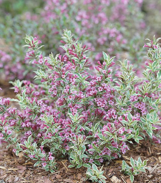 Weigela florida My Monet Purple Effect® (My Monet Purple Effect® Weigela)