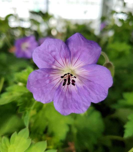 Geranium Rozanne (Rozanne Cranesbill Geranium)