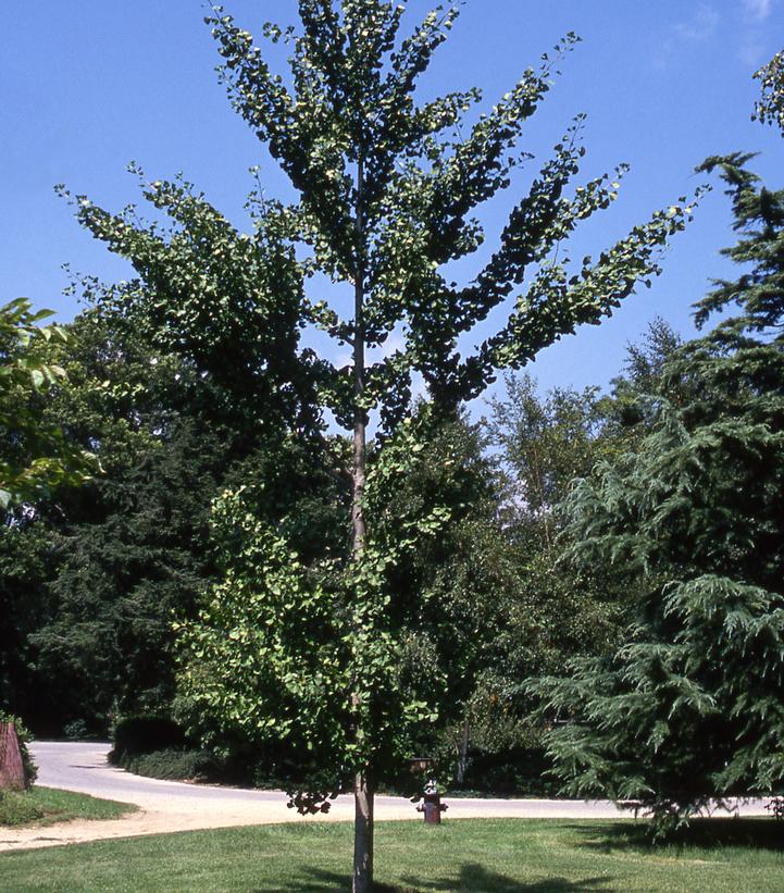 Ginkgo biloba Autumn Gold (Autumn Gold Maidenhair Tree)