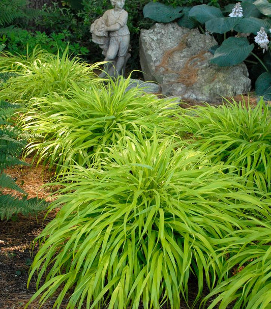 Hakonechloa macra 'All Gold' (All Gold Hakone Grass)