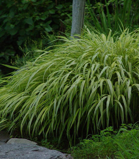 Hakonechloa macra 'Aureola' (Golden Variegated Hakone Grass)