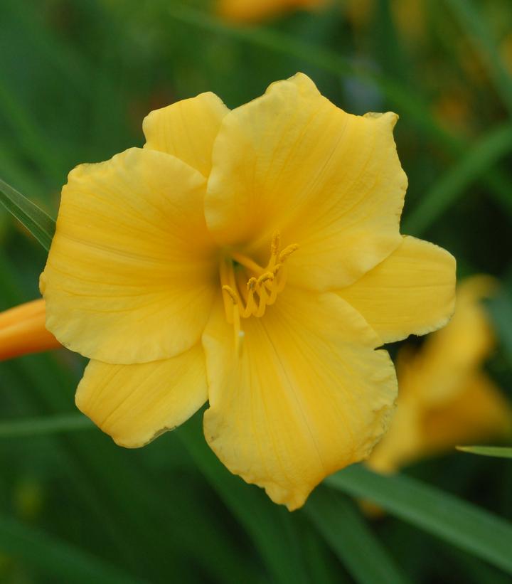 Hemerocallis Stella d'Oro (Stella d'Oro Daylily)