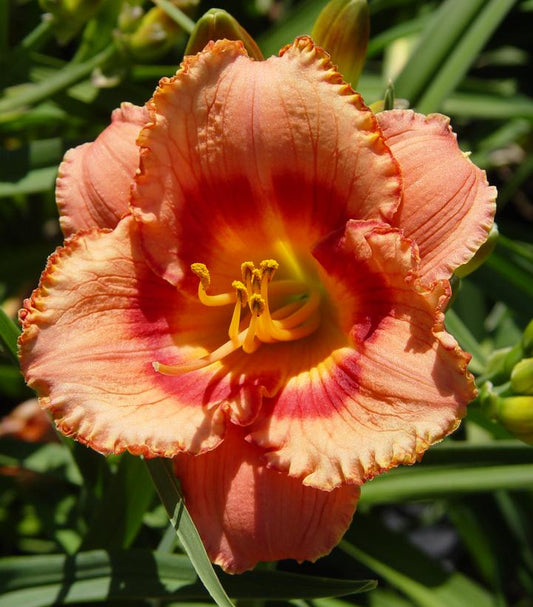 Hemerocallis Strawberry Candy (Strawberry Candy Daylily)