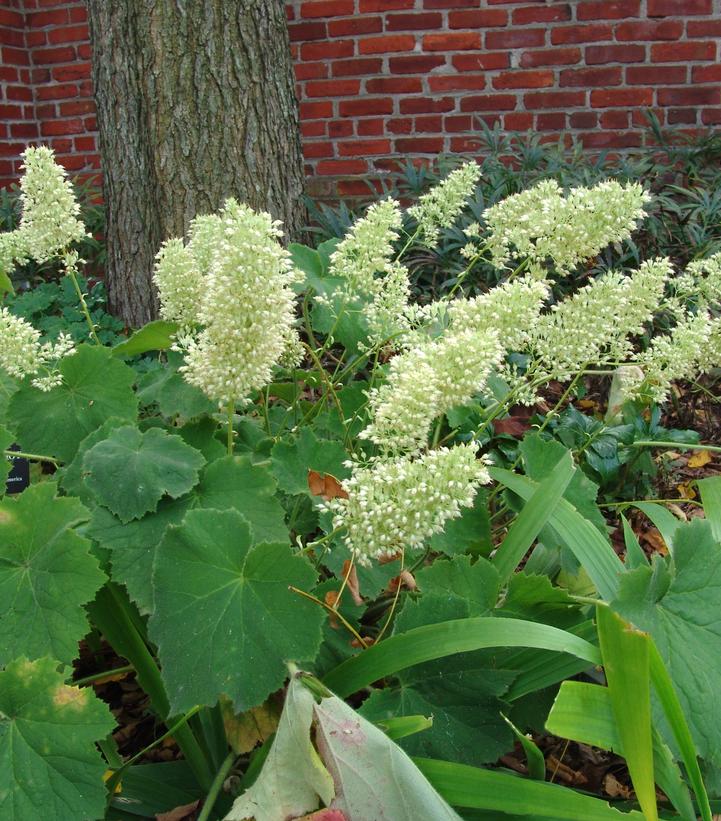 Heuchera villosa 'Autumn Bride' (Autumn Bride Coral Bells)