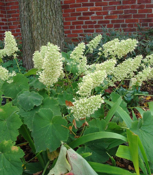 Heuchera villosa 'Autumn Bride' (Autumn Bride Coral Bells)