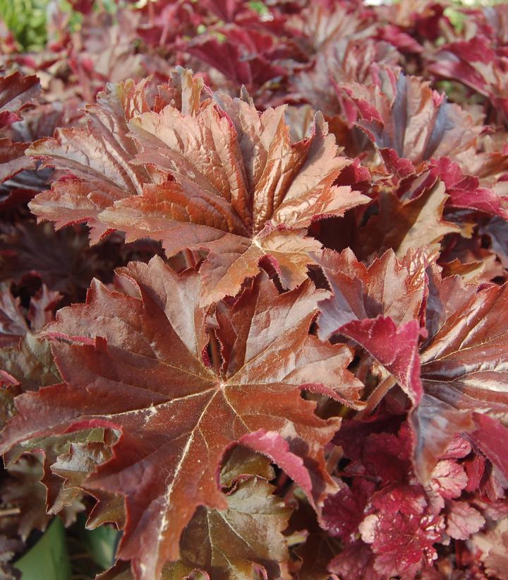 Heuchera villosa 'Bronze Wave' (Bronze Wave Coral Bells)