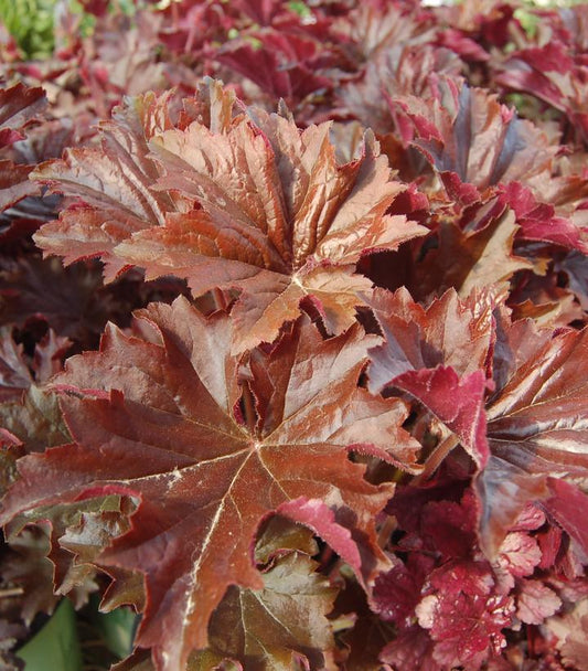 Heuchera villosa 'Bronze Wave' (Bronze Wave Coral Bells)