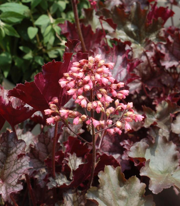 Heuchera 'Plum Pudding' (Plum Pudding Coral Bells)