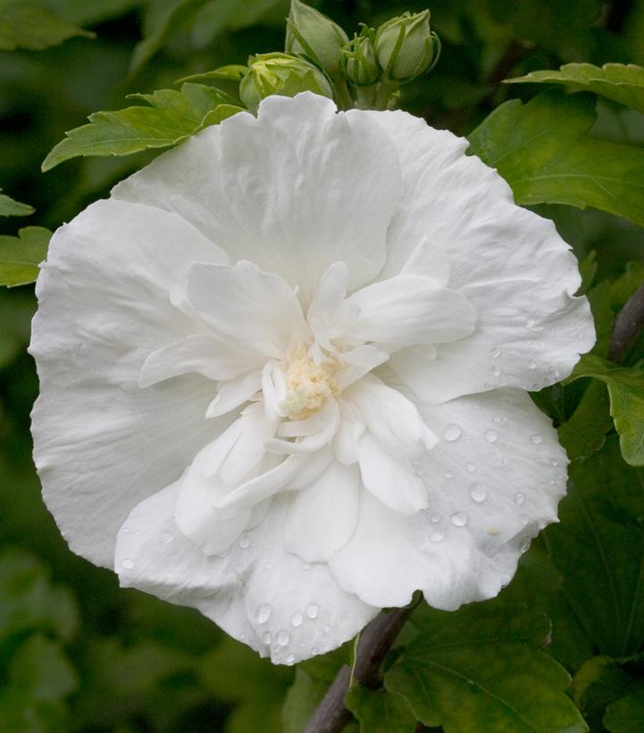 Hibiscus syriacus White Chiffon® (White Chiffon® Rose of Sharon)
