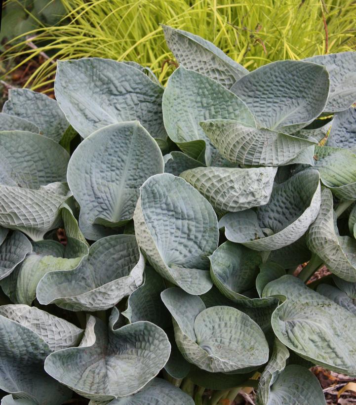 Hosta 'Big Daddy' (Big Daddy Hosta)