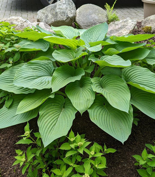Hosta hybrid Shadowland® Empress Wu (Shadowland® Empress Wu Hosta)