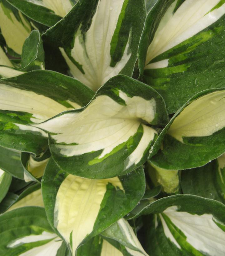 Hosta 'Fire And Ice' (Fire and Ice Hosta)