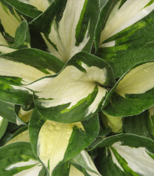 Hosta 'Fire And Ice' (Fire and Ice Hosta)