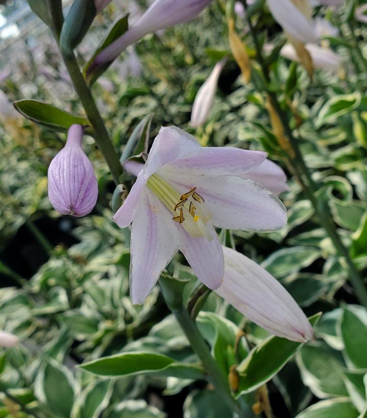 Hosta Patriot (Patriot Hosta)
