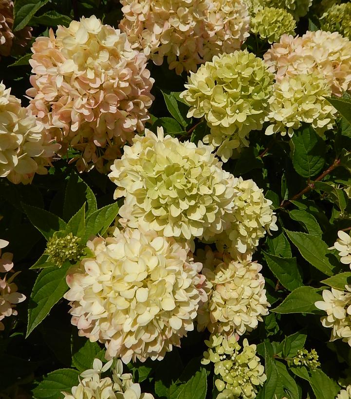 Hydrangea pan. Little Lime® (Little Lime® Panicle Hydrangea)