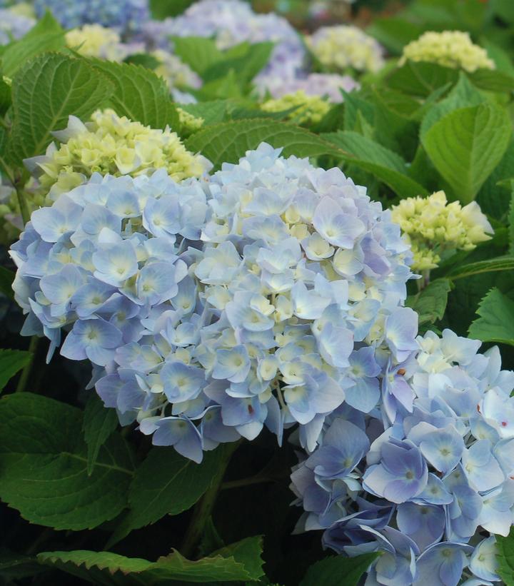Hydrangea mac. Endless Summer® The Original (Endless Summer® The Original Hydrangea)