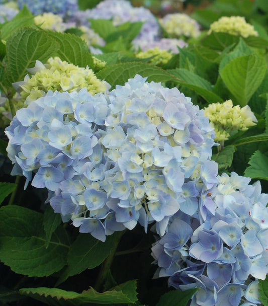 Hydrangea mac. Endless Summer® The Original (Endless Summer® The Original Hydrangea)