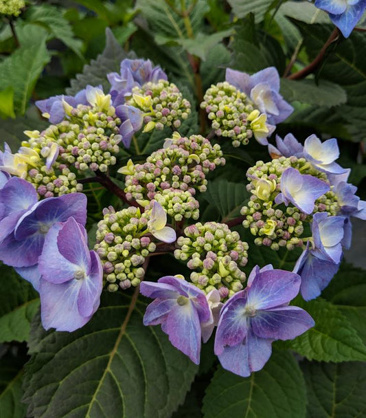 Hydrangea mac. Endless Summer® Twist-N-Shout® (Endless Summer® Twist-N-Shout® Hydrangea)