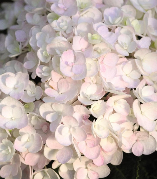 Hydrangea mac. Endless Summer® Blushing Bride® (Endless Summer® Blushing Bride® Hydrangea)
