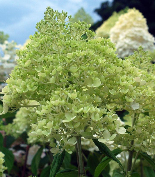 Hydrangea pan. 'Limelight' (Limelight Hydrangea)