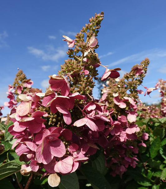 Hydrangea pan. Pinky Winky® (Pinky Winky® Panicle Hydrangea)