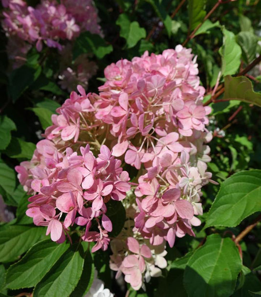 Hydrangea pan. Vanilla Strawberry™; (Vanilla Strawberry™; Panicle Hydrangea)