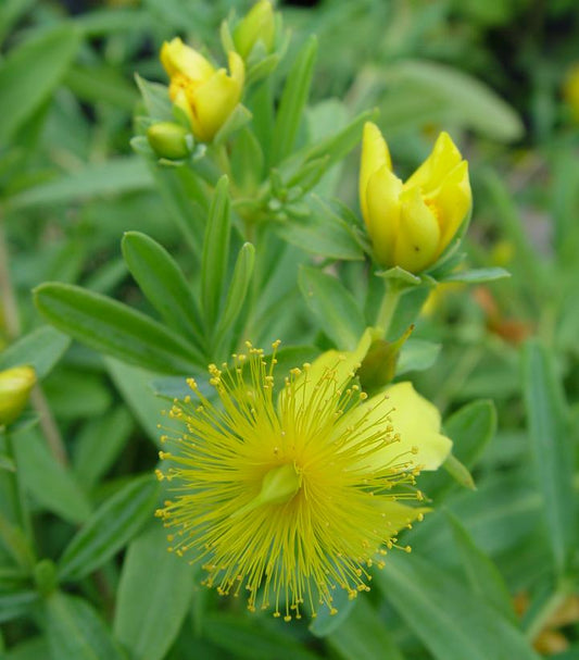 Hypericum frondosum 'Sunburst' (Sunburst St. John's Wort)