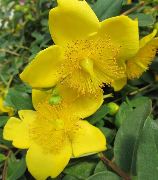Hypericum patulum 'Hidcote' (Hidcote St. John's Wort)