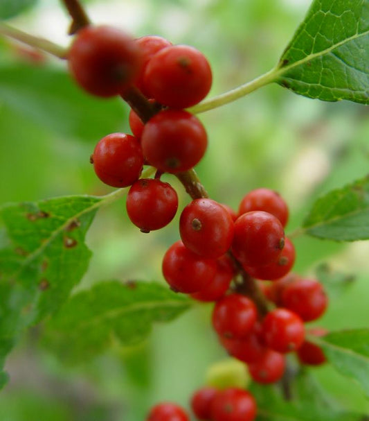 Ilex verticillata Winter Red (Winter Red Winterberry)