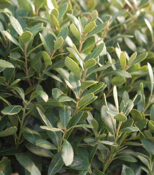 Ilex glabra Densa (Densa Inkberry)