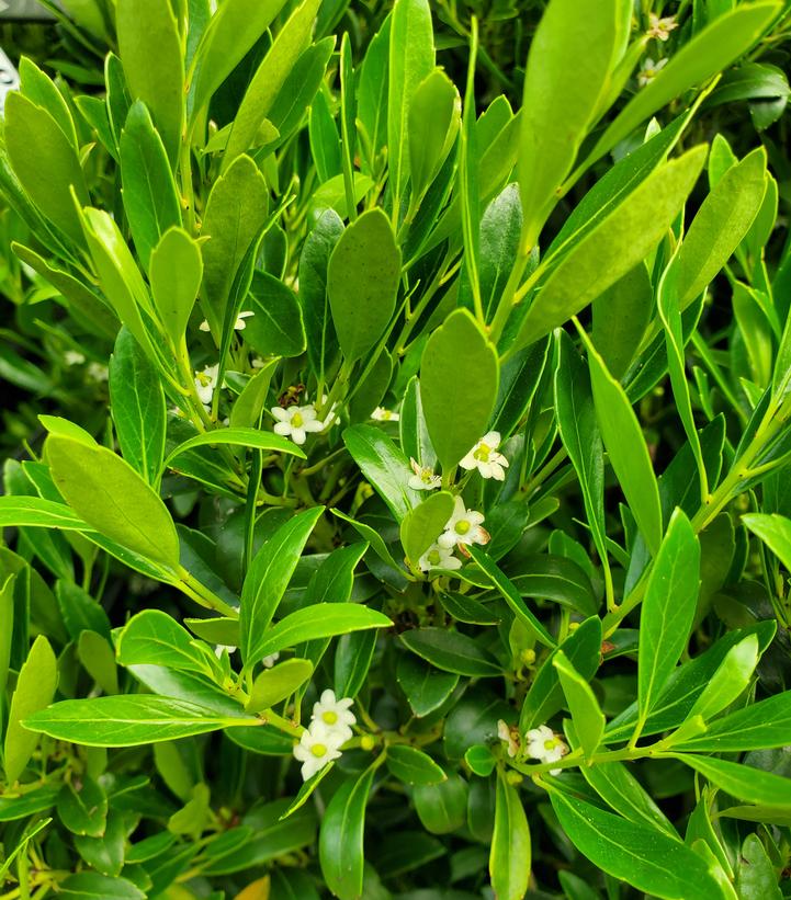 Ilex glabra Shamrock (Shamrock Inkberry)